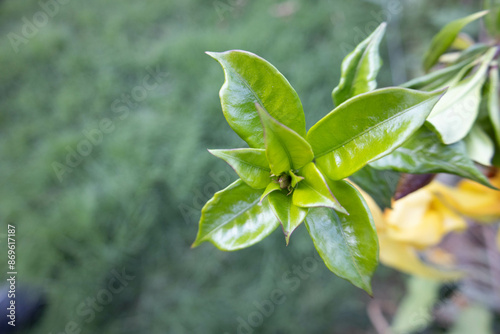 green leaves on the branch