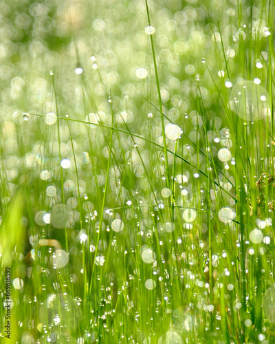 朝露に輝く草原　　さまざまな自然素材　Grasslands glistening with morning dew . Various forms of nature.
