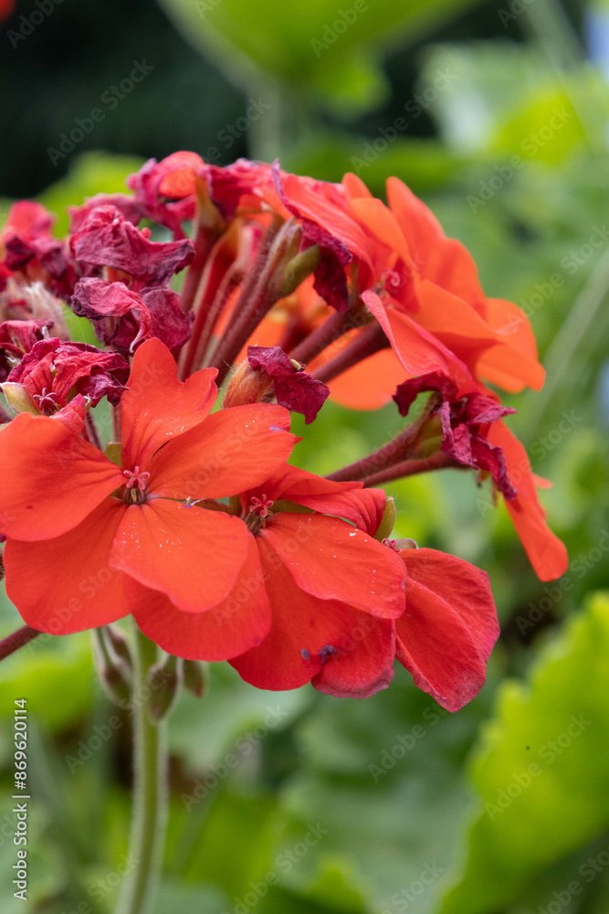 red hibiscus flower red hibiscus flower