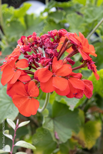 red hibiscus flower