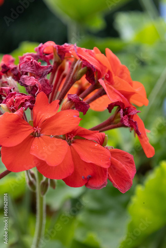red hibiscus flower