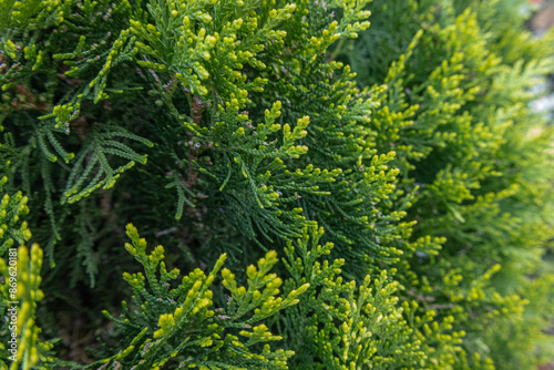 green fern background
