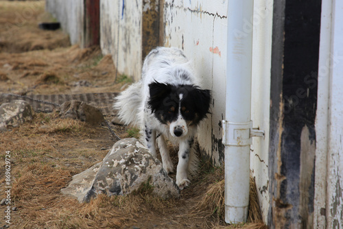 Island - 2024 05 06, Landschaftsbild über Island, Tiere, Hund photo