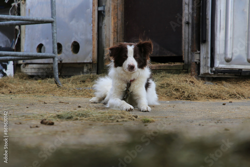 Island - 2024 05 06, Landschaftsbild über Island, Tiere, Hund photo