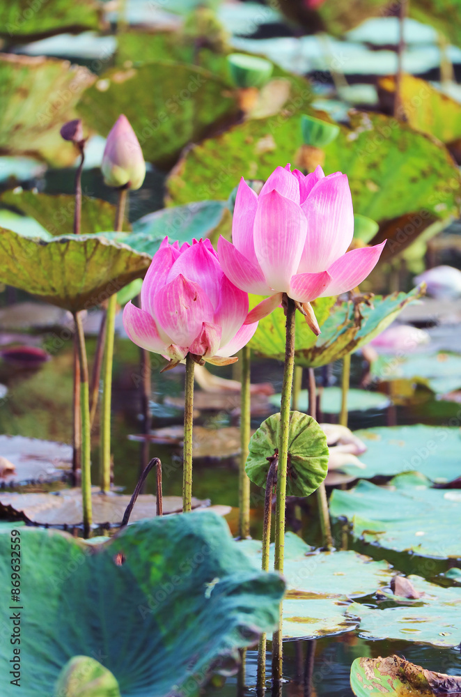 Pair of Gorgeous Sacred Lotus Flowers Blooming in the Pond Pair of Gorgeous Sacred Lotus Flowers Blooming in the Pond