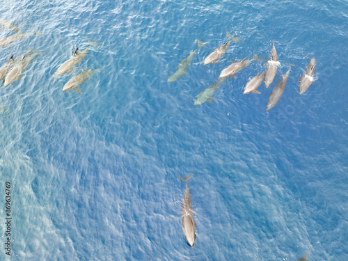 A pod of Fraser's dolphins, Lagenodelphis hosei, swims at the surface of the Pantar Strait between Alor and Pantar in Indonesia. These small, stocky cetaceans are found around the world. photo