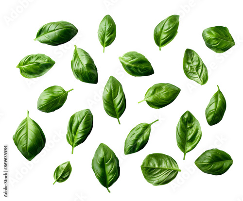 Fresh basil leaves arranged in a row, isolated on white.