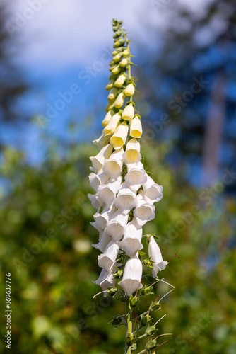 Digitalis purpurea f. albiflora (White-Flowered Foxglove) biennial perennial boasting one-sided spikes of pendant, tubular, creamy-white flowers. Sunny day in a forest clearing in Sauerland Germany. photo