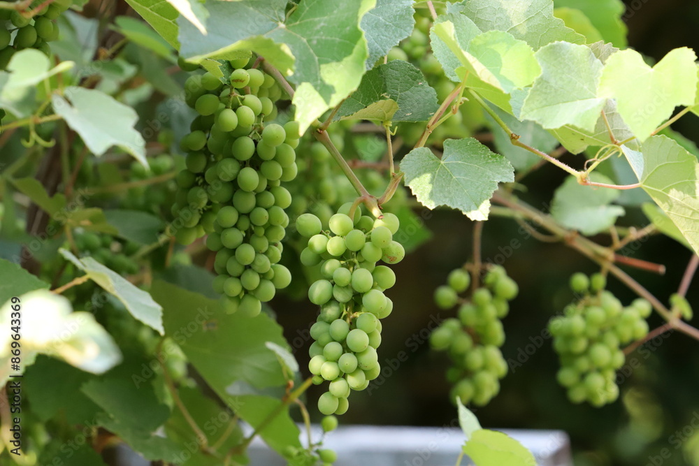 Young unripe grapes on branches in a city park. Young unripe grapes on branches in a city park.