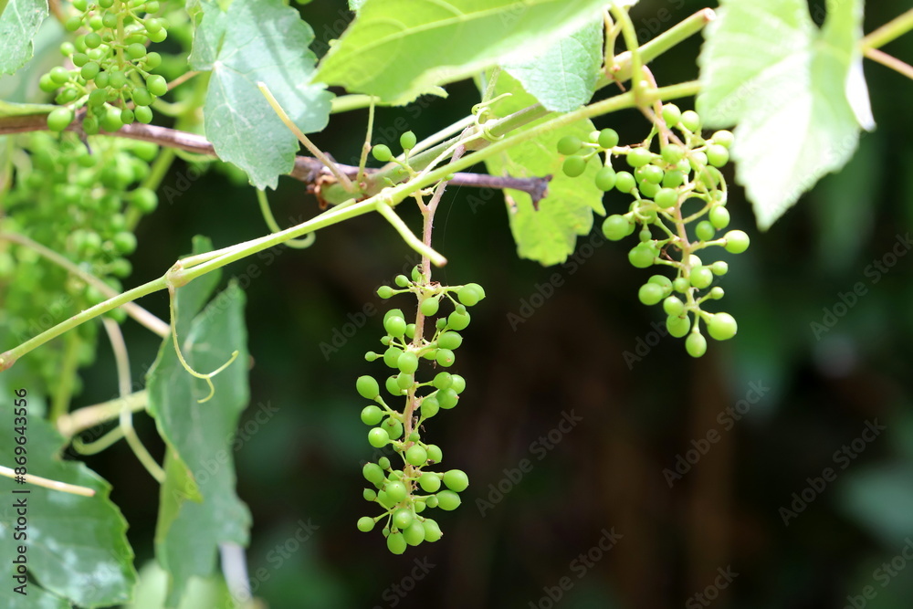 Young unripe grapes on branches in a city park. Young unripe grapes on branches in a city park.