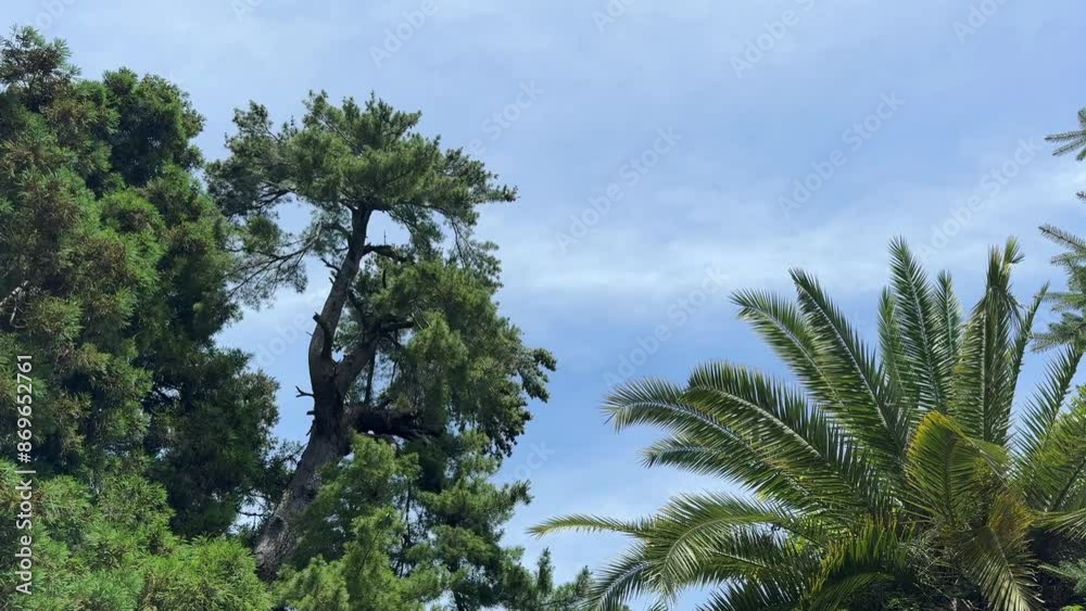 Tropical forest against backdrop of ocean under stormy sky, captures raw beauty and power of nature. Perfect for themes of adventure, travel, environmental awareness and majesty of tropical ecosystems Tropical forest against backdrop of ocean under stormy sky, captures raw beauty and power of nature. Perfect for themes of adventure, travel, environmental awareness and majesty of tropical ecosystems