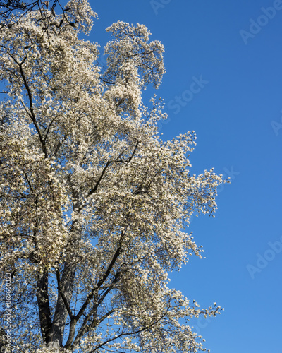 White Magnolia blooming in front of a blue sky 