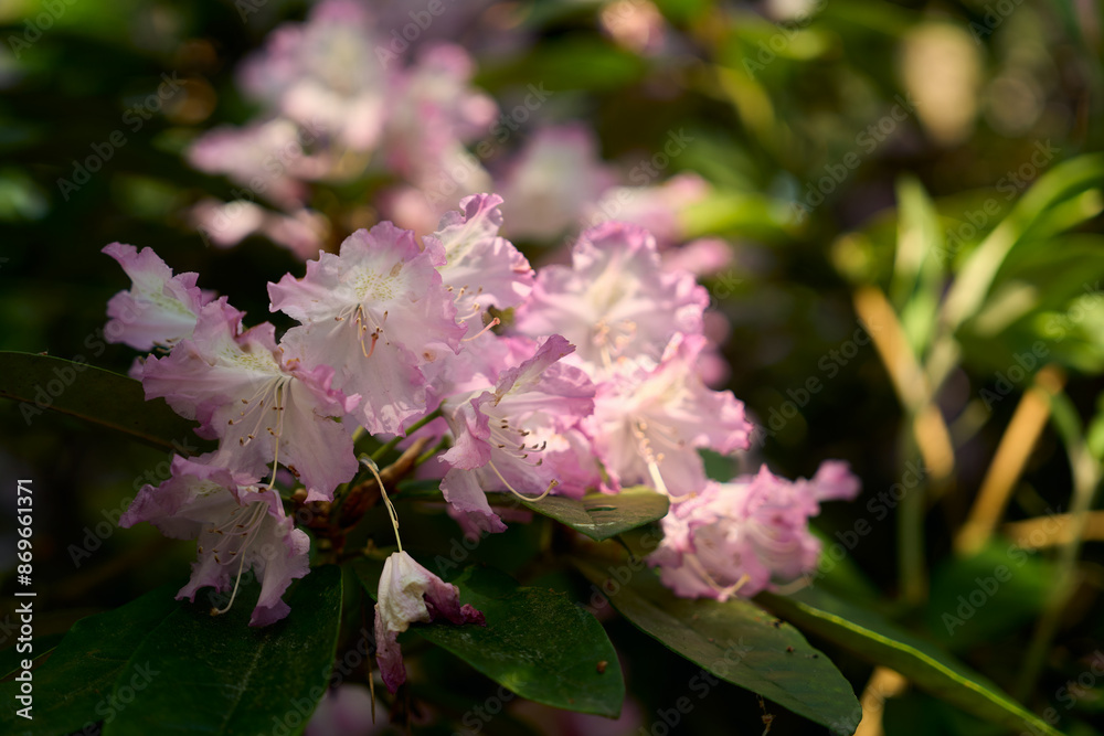 Close-up of white and pink rhododendron flower with visible stamen. Delicate petals Close-up of white and pink rhododendron flower with visible stamen. Delicate petals