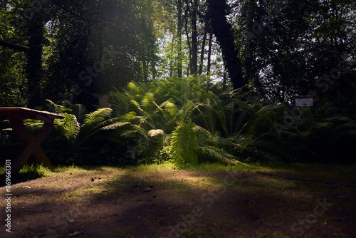 Delicate fern foliage in the Babīte nursery, Latvia. Lush greenery. photo