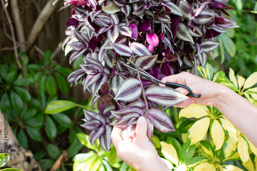 Hands clipping a plant for propagation with scissors. Wandering Jew plant propagation. Wondering dude plant. Purple Inch houseplant