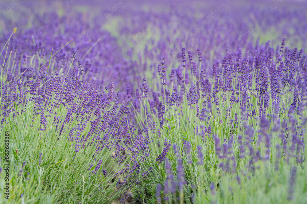 Fototapeta premium Lavender (lavandula officinalis). Blooming fragrant lavender flowers in the field. Blurred lavender flower background. 