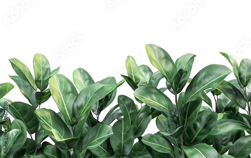 Lush green tropical indoor plant leaves with vibrant natural texture, isolated on a white background. Perfect for nature and decor themes.