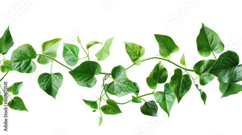 Close-up of a green ivy vine with leaves against a white background. Perfect for design, nature, or gardening themes