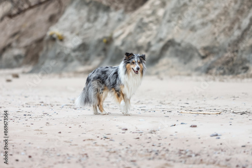 Rare blue merle shetland sheepdog near Baltic sea shoreline. photo