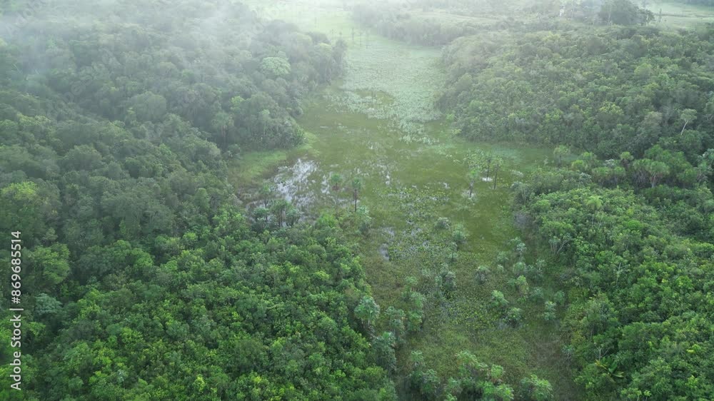 Selva Floresta Amazônica Amapá Amazonas Natureza Tropical Biodiversidade Árvores Rios Exuberante Vegetação Animais América do Sul Flora Sustentabilidade Preservação Aventura Paisagem Ecológica Brasil