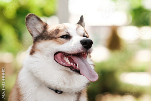 Pembroke Welsh Corgi dog on a sunny day. Sits and looks to the side, sticking out his tongue. Happy little dog. Concept of care, animal life, health, show photo