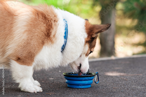 Pembroke Welsh Corgi dog walks in a city park on a sunny day. Drinks water from a collapsible bowl. Cheerful fussy puppies. Raising puppies, cynology, training