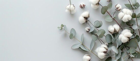 Top view of delicate white cotton flowers and fresh eucalyptus twigs on a light gray background in a flat lay flowers composition with copy space image, ideal for a floral background or greeting card.