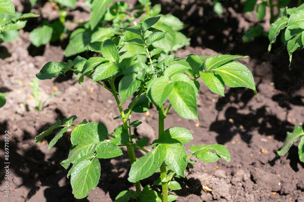 The potatoes are growing in the bed. Concept of vegetable garden, gardening, growing vegetables The potatoes are growing in the bed. Concept of vegetable garden, gardening, growing vegetables