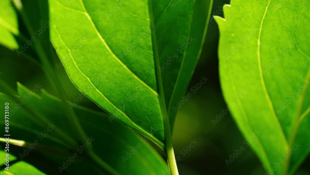 Lush green leaves in dappled light macro background Lush green leaves in dappled light macro background
