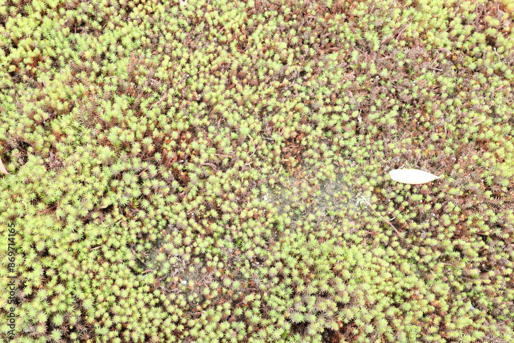 Moss in Autumn Moss in Autumn