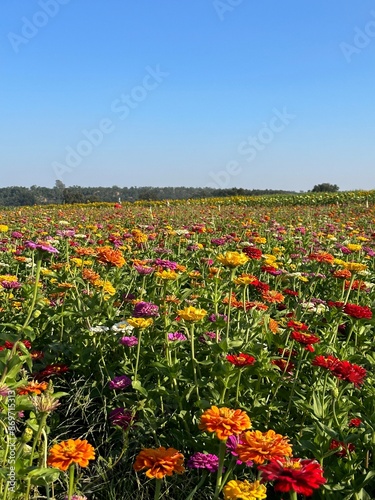 flower field