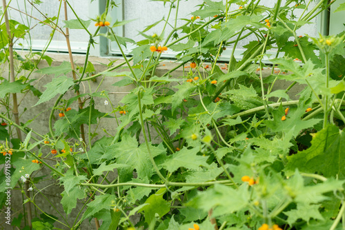 Loasa Acerifolia plant in Saint Gallen in Switzerland photo