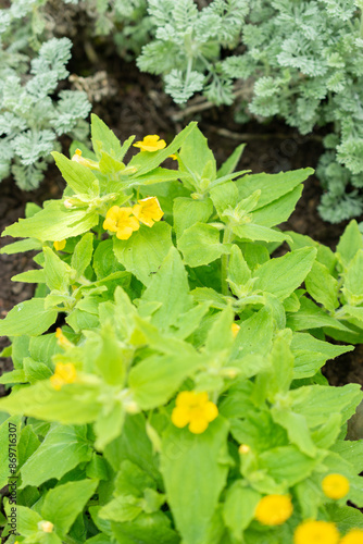 Mimulus Jungermannioides plant in Saint Gallen in Switzerland