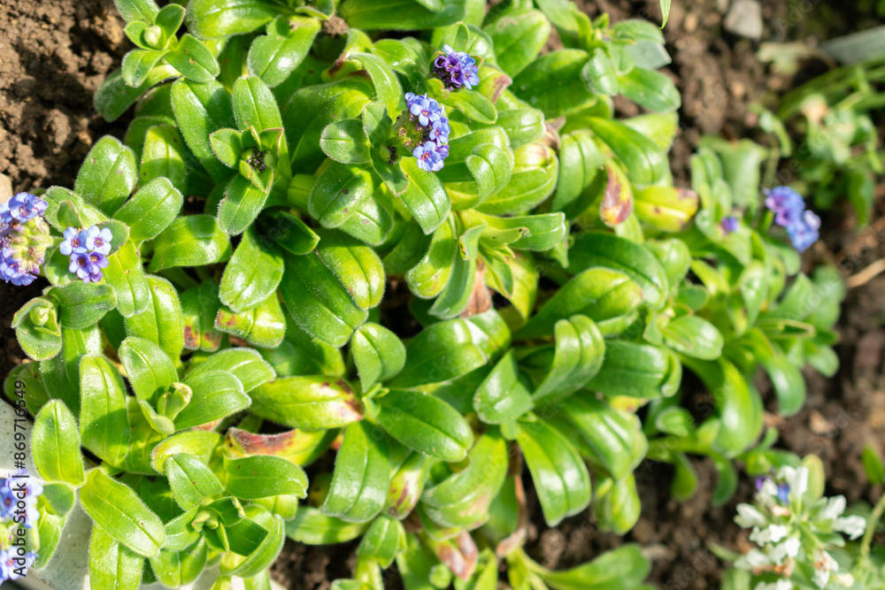 Myosotis Capitata plant in Saint Gallen in Switzerland Myosotis Capitata plant in Saint Gallen in Switzerland