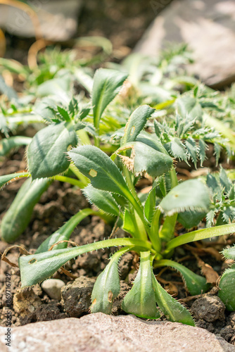 Carduncellus Pinnatus plant in Saint Gallen in Switzerland photo