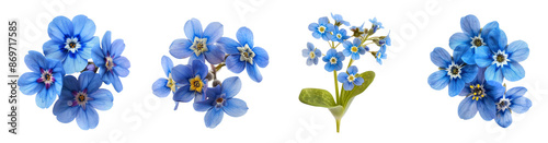 Blue flowers on transparent background with forget-me-not, growth peace hope #869717585