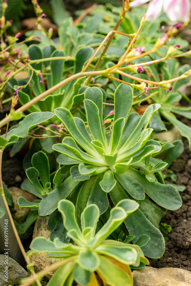 Siskiyou lewisia or Lewisia Cotyledon plant in Saint Gallen in Switzerland Siskiyou lewisia or Lewisia Cotyledon plant in Saint Gallen in Switzerland