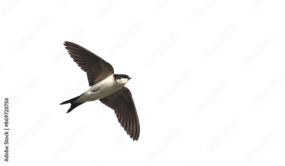 House martinin flight isolated on white, Delichon urbicum, birds of Montenegro House martinin flight isolated on white, Delichon urbicum, birds of Montenegro