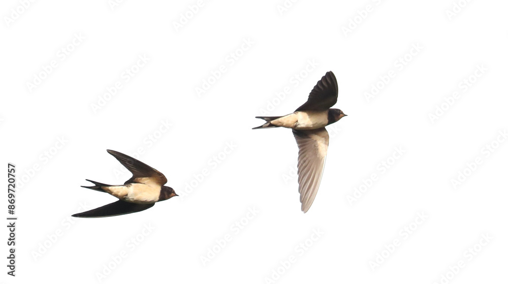 Obraz premium Swallow in flight , Hirundo rustica, isolated on white, birds of Montenegro