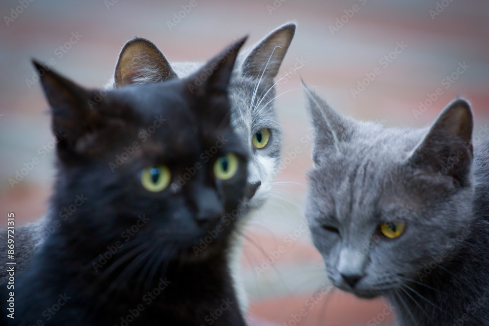 Obraz premium Group of 3 cats close-up portrait look up