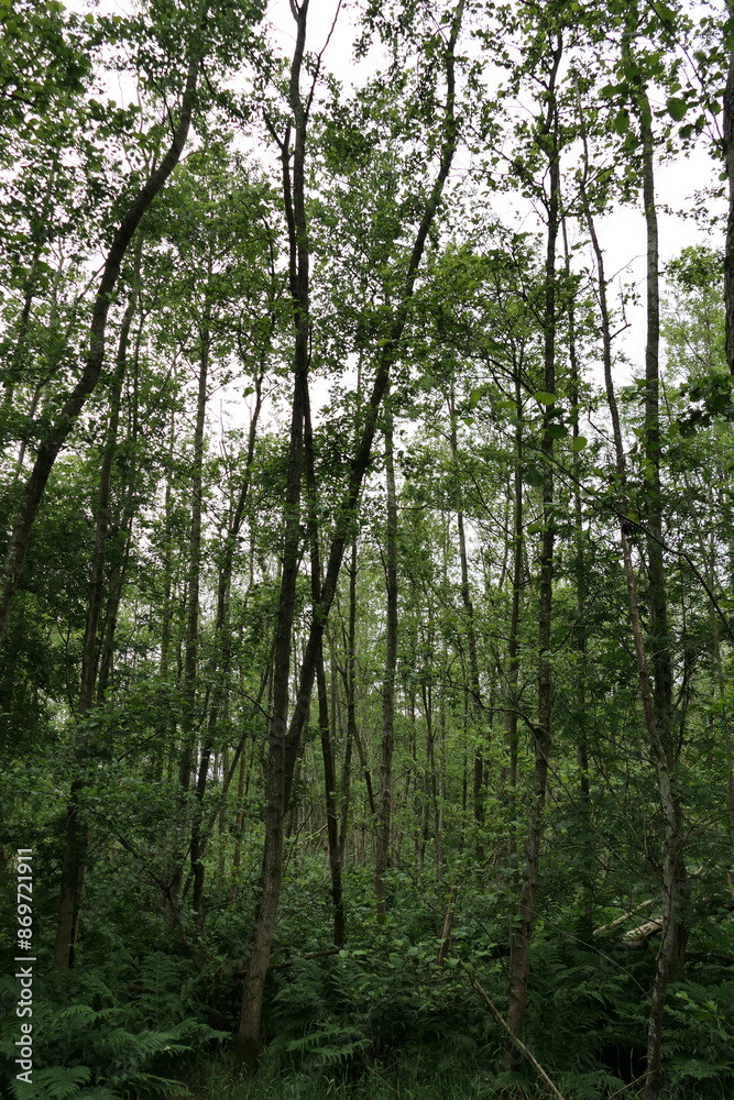 Fototapeta premium The photo captures a close-up of wild trees in a natural setting. The bark is textured and rugged, showing deep grooves and patches of moss. Some tree trunks are twisted and gnarled.
