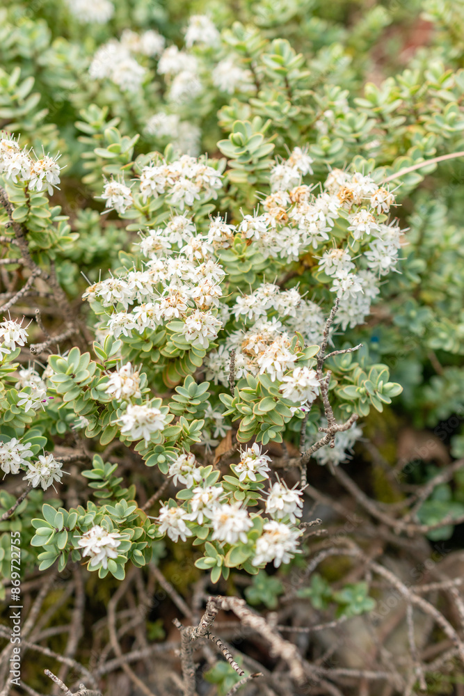 Disk leaved hebe or Hebe Pinguifolia plant in Saint Gallen in Switzerland Disk leaved hebe or Hebe Pinguifolia plant in Saint Gallen in Switzerland