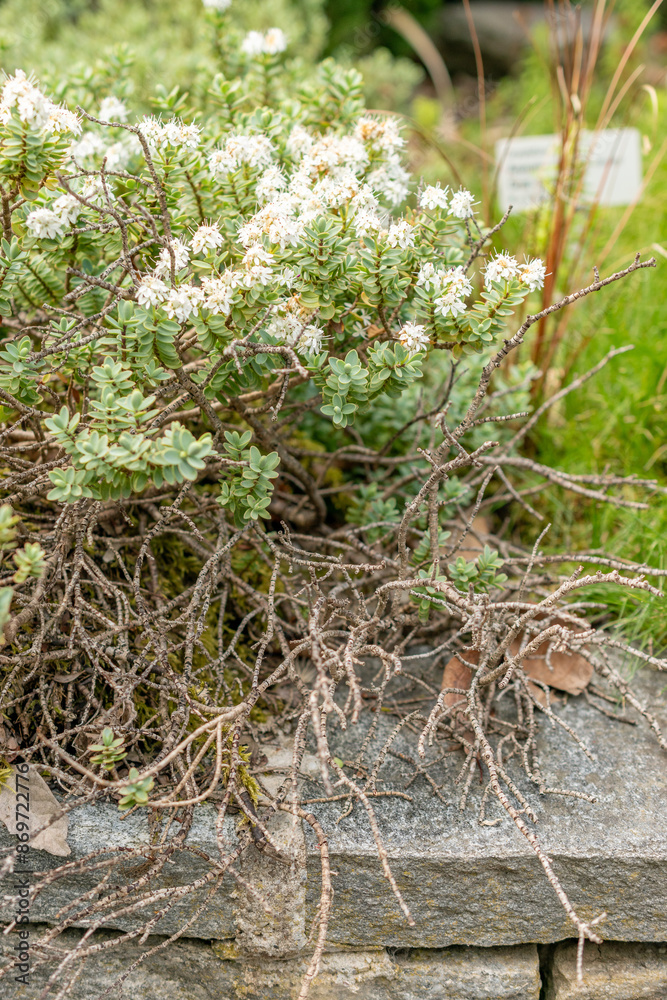 Disk leaved hebe or Hebe Pinguifolia plant in Saint Gallen in Switzerland Disk leaved hebe or Hebe Pinguifolia plant in Saint Gallen in Switzerland