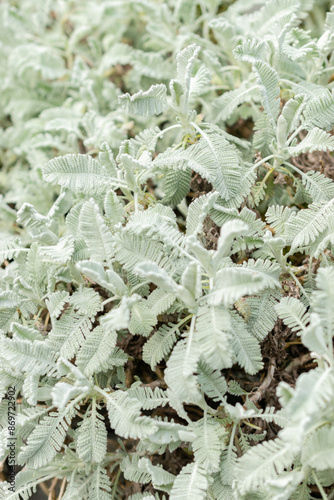 Chrysanthemum Haradjanii plant in Saint Gallen in Switzerland photo