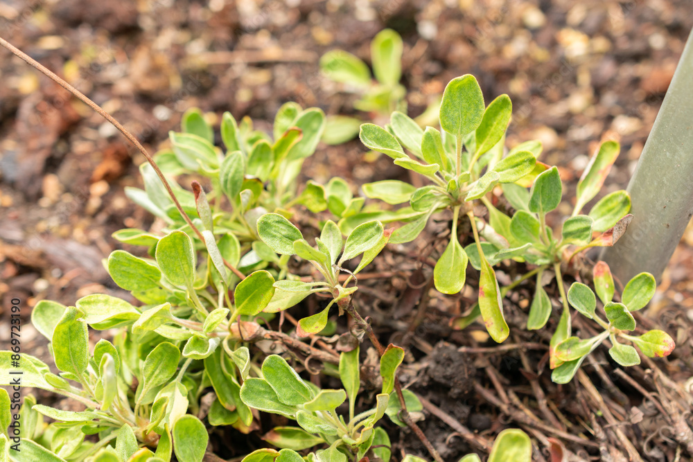 Eriogonum Flavum plant in Saint Gallen in Switzerland Eriogonum Flavum plant in Saint Gallen in Switzerland
