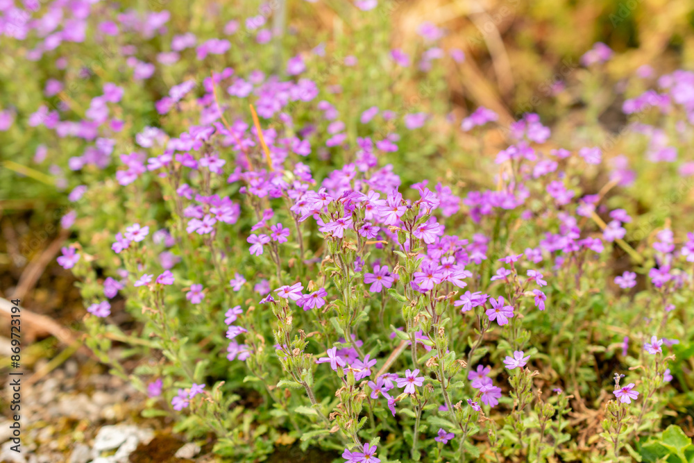 Alpine balsam or Erinus Alpinus plant in Saint Gallen in Switzerland Alpine balsam or Erinus Alpinus plant in Saint Gallen in Switzerland