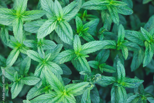 Close-up of mint. Green background.