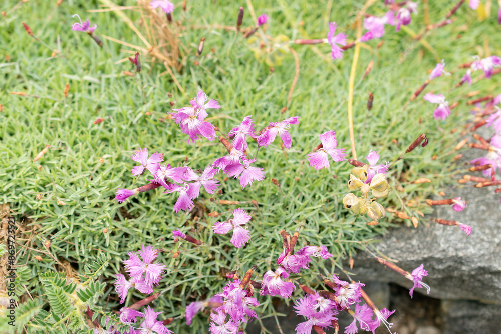 Obraz premium Common pink or Dianthus Plumarius plant in Saint Gallen in Switzerland