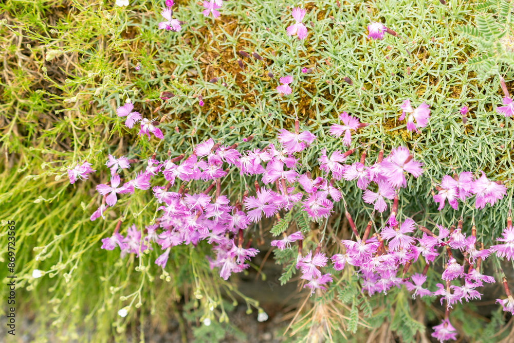 Common pink or Dianthus Plumarius plant in Saint Gallen in Switzerland Common pink or Dianthus Plumarius plant in Saint Gallen in Switzerland