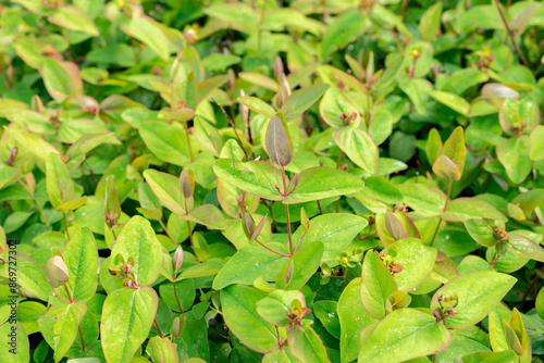 Wallpaper Mural Hypericum Androsaemum plant in Saint Gallen in Switzerland Torontodigital.ca